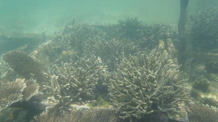 Terumbu Karang Teluk Lombok